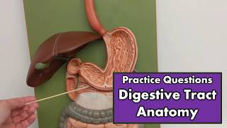 Digestive Tract Anatomy  Review and Quiz [upl. by Tony483]