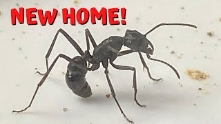 New outworld  Rhytidoponera punctiventris  Ant colony  Ant keeping [upl. by Mae]