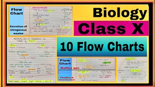 10 Flow Charts  Biology Science for last minute revisionClass 10 CBSE  by Neerja [upl. by Elehcim163]