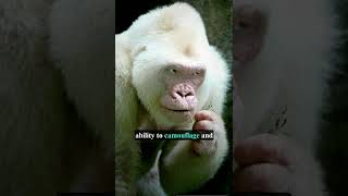 The Albino Gorilla  the only white Gorilla in the world [upl. by Ball945]