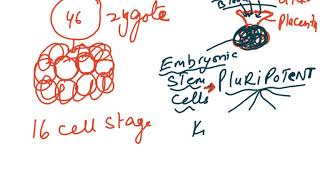 CHAPTER 5 MITOSIS VIDEO 2 [upl. by Esialb]