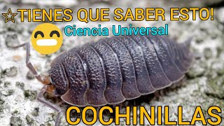 Conociendo los chanchitos de tierra  COCHINILLAS  BICHOS BOLA😲 [upl. by Aicenat]