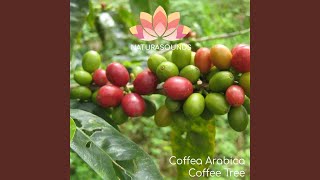 Coffea Arabica  Coffee Tree [upl. by Particia]