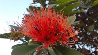 Flowers for a Bee Friendly Garden  First Love Flower Plant Xanthostemon chrysanthus [upl. by Augy]