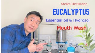 Making Eucalyptus Essential Oil and Hydrosol by Steam Distillation Benefits of Eucalyptol Mouthwash [upl. by Ymeon]