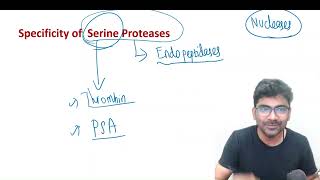 Substrate Specificity of Serine Proteases  Trypsin Chymotrypsin and Elastase [upl. by Ajna]