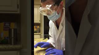 Antibiotic Sensitivity Kirby Bauer Diffusion Test Part 1 [upl. by Dorothee661]