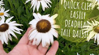 Quick Clip Easily Deadhead Tall Daisies 🌻 hint its the same as short daisies 🤣 Growing Home [upl. by Ardnoek]