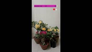 Adenium amp Geranium sream [upl. by Jessica]