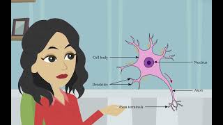 Die Struktur und Funktion von Neuronen Die Unterteilungen des Nervensystems [upl. by Mode960]