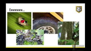 Spotted Lanternfly Training for Truck Fleets  Instructional Technologies Inc [upl. by Ragas]