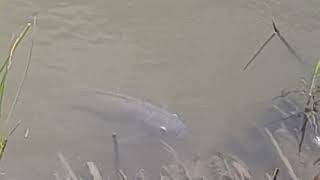 ENORME TILAPIA 🐟en laguna de chiflon CAMANÁPERU [upl. by Danice740]