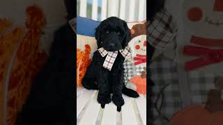 Our black Goldendoodles are gorgeous goldendoodles puppy doodlepuppy doodledogs [upl. by Yvette]