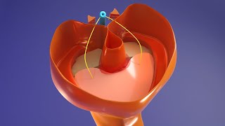 3D Body Cavities Embryology Part 3 Diaphragm  Congenital Diaphragmatic Hernia [upl. by Reinert]