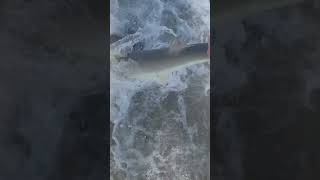 Blacknose shark twisted out of my hand to release tight lines [upl. by Battiste]