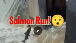 Salmon Run 🎣 nature salmonrun fishing livestream [upl. by Baker]