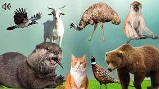 Beautiful Birds and Amazing Sounds Relaxing Nature EMU Cat Goat Jungle Babbler Swan Sound [upl. by Yelah]