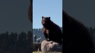 Grizzly bear smelling the air animals [upl. by Schilt]