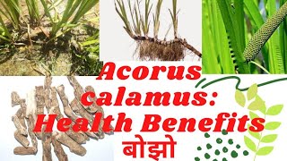 Health Benefits of Bojho Acorus calamus बोझोको चमत्कारी फाईदाहरु । Medicinal Plants  herbs [upl. by Nillek]