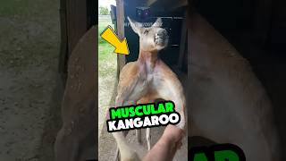 If You See A Muscular Kangaroo Run as Soon as Possible [upl. by Olegnaed]