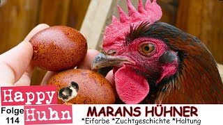 E114 Marans im Rasseportrait bei HAPPY HUHN  Farbschlag SchwarzKupfer MaransHühner dunkle Eier [upl. by Gabie]