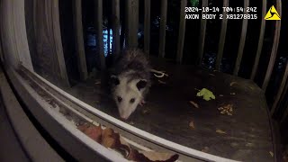 Axon Body 2 An Opossum Grooms Itself While Taking Shelter From The Rain😊 [upl. by Naesyar]