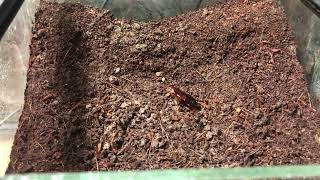 Liphistius ornatus eating a red runner roach  Trapdoor spider [upl. by Annoed]