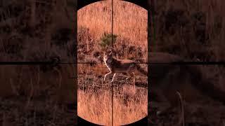 coyote hunting with sniper rifle coyote hunting huntingsniper shorts shortvideo animals [upl. by Manly987]