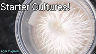 Starter cultures inoculation [upl. by Jenda]