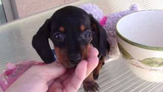 TINY MICRO TEACUP POCKET MINIATURE DASCHUND PUPPY quotANDYquot [upl. by Krischer801]