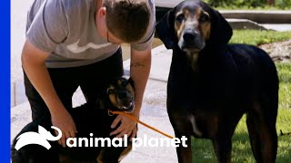 Adorable Hound Reunites With His Owner  Pit Bulls amp Parolees [upl. by Coltson]