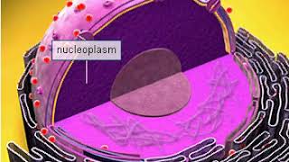 Nucleoplasm [upl. by Recha]