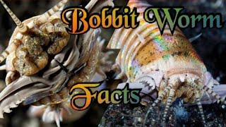 Scary Bobbit worm eating and amazing facts  Bobbit worm documentary  Bobbit worm hunting [upl. by Nnaes]