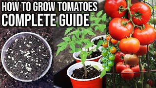 How to Grow Tomatoes from Seed to Harvest  COMPLETE GUIDE [upl. by Iak]