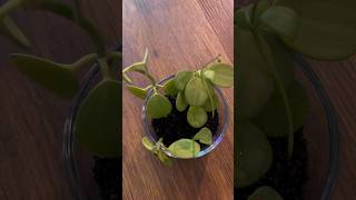 Peperomia Hope🪴Restart plants fluval peperomia plantcare [upl. by Tilden718]