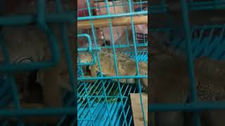 parrot cat  🐦 🐦 crawford market Bombay vlogs [upl. by Elson]