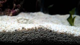 Nassarius snail burying itself [upl. by Yannodrahc958]