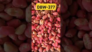 DBW377 wheat new vairyaty 🤗reels viralvideo farmer [upl. by Humberto]