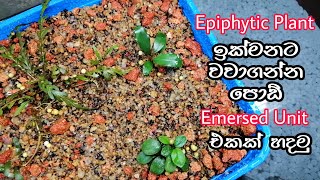 How to Grow Aquarium Epiphytic Plants Quickly Emersed Bucephalandra Anubias [upl. by Aphra]