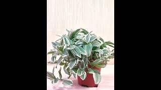 Tradescantia Pistachio White tradescantia variegatedplants plantbeauty natureinspiredbeauty [upl. by Georgeanna]