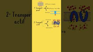 Les 3 types de transport membranaire TransportMembranaire Diffusion Osmose Endocytose [upl. by Eeneg]