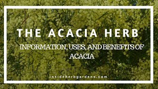 The Acacia Herb Information uses and benefits of Acacia [upl. by Zetnas]