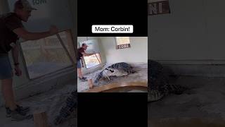 Alligator Attacks My Mom’s Bucket 😱🪣🐊shorts alligator [upl. by Down]