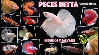 Peces Betta Híbridos comerciales y Salvajes  Video ficha sobre sus cuidados [upl. by Nibram377]