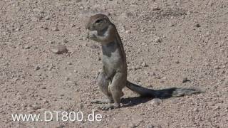 Navi mieten world in Namibia Etosha NP [upl. by Delacourt125]