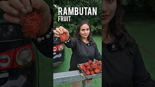 Rambutan Fruit is Very Tasty [upl. by Nickelsen]