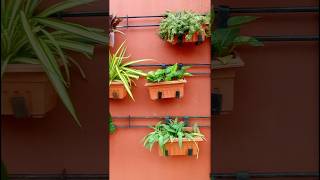 crotone crotons crotonplantcare garden nature trending viral satisfying shorts ytshorts [upl. by Elfstan]