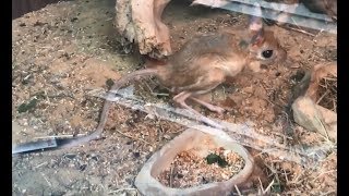 Greater Jerboas  Jaculus Orientalis [upl. by Lise]