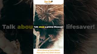 Mind Blowing Facts About Porcupine You Didnt Know porcupine animals wildlife viralshorts [upl. by Bubalo]