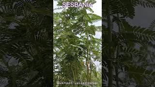 SESBANIA GRANDIFLORA AGATHI SEEDS  AGASTHI SEEDS PLANTATION [upl. by Ainesell37]